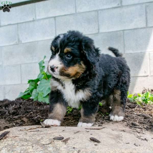 Jimmy, Bernedoodle Puppy